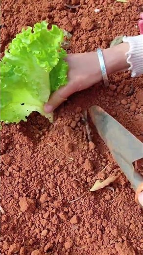 Lettuce transplanting process
