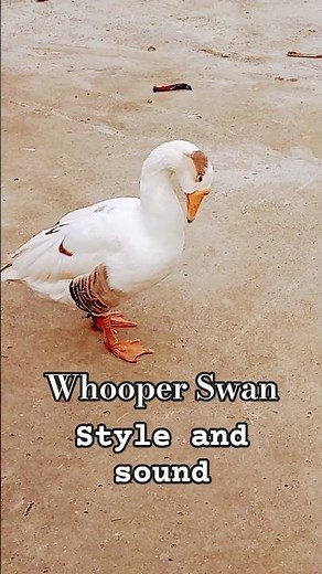 Whooper swan #nature #jungle