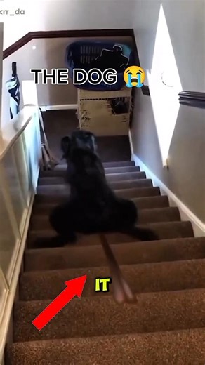 Dog’s Fun Slide Turns Into Shocking Moment 😱🐶 #shorts #usa