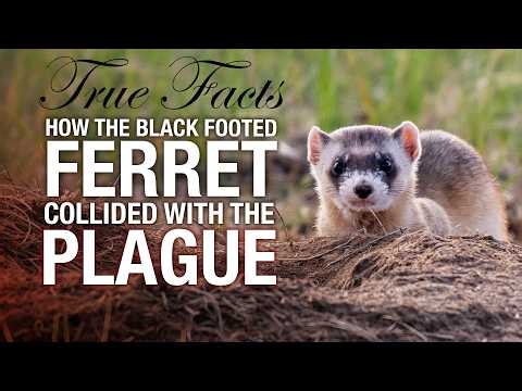 True Facts: The Ferret and the Plague