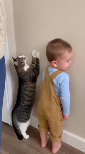 #cute #baby #sora #cat #Love | Animal Discovery08