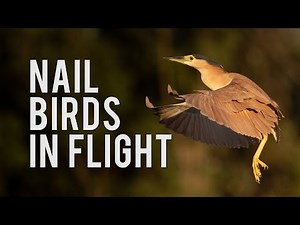 Get GREAT at Photographing Birds in Flight