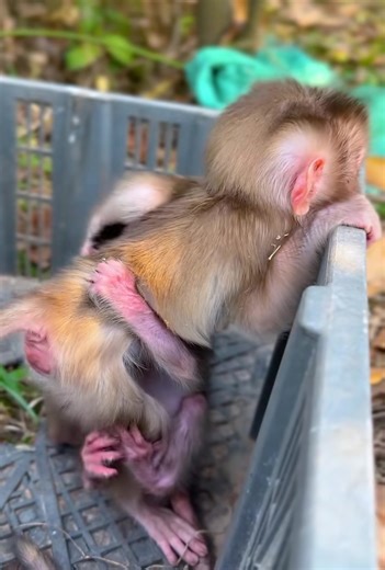 16 reactions · 4 comments | #Monkey #Monkeys #Wildlife #WildlifePhotography #Primate #CuteAnimals #AnimalLovers #Nature #JungleLife #FunnyAnimals #Conservation #PrimatesOfInstagram #WildlifeConservation #AnimalPhotography #CuteMonkey | Various zoos | Facebook