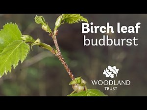Birch leaf budding Timelapse | Woodland Trust