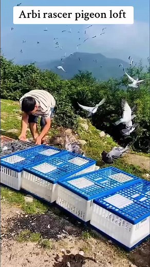 #ARPL # #beautiful #pigeos # #racingpigeon # #pigeonracing