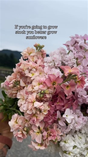 Cattle & Cut Flowers - Kelsey on Instagram: "Stock is SO good it’s gorgeous in bouquets… but it also sucks because it’s a one-and-done. One seed = one flower = Empty bed Stock likes cool temps, so start it early and pick varieties with a high double rate. Then be ready to flip that bed to sunflowers. And no, don’t listen to the packet that says sunflowers hate root disturbance and must be direct-seeded. They’ll be fine started in trays. I promise. For every stock you plant, start a sunflower to 