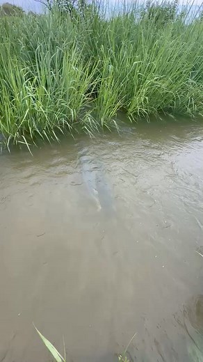 Even fish love our trails! #NationalTrailsDay #fortworthnaturecenter | Fort Worth Nature Center & Refuge