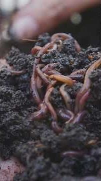 Unveiling Earth's Hidden Microbial World!