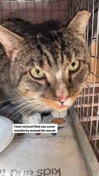 It’s never a great sign when the vet has to draw you a diagram.