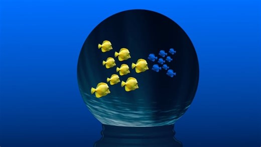 Fish, Goldfish, Swimming