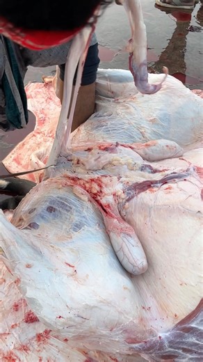 Ox meat processing skills