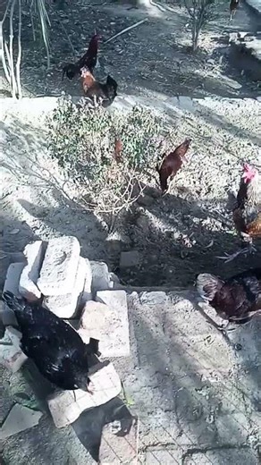 Sabroso Mod 😁 #chiken #quiz #today