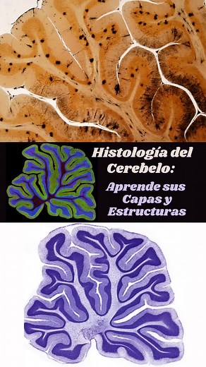 Cerebelo: Estructura y Función en la Histología