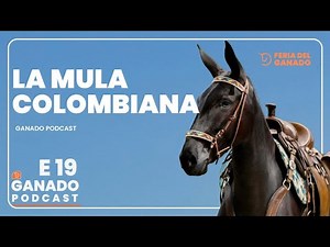 La mula colombiana características y cualidades únicas