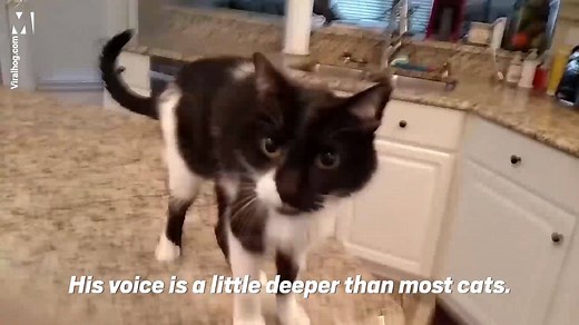 186K views · 2.1K reactions | Jack the cat has a very rare form of laryngeal paralysis. His voice is a little bit deeper than your normal kitty cat  (You're going to want the sound on for this ) | Metro | Facebook
