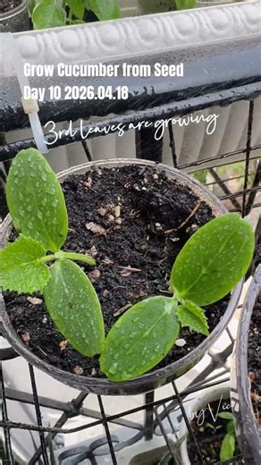 Day 10｜3rd leaves are growing｜Grow Cucumber 2026.04.18｜2.4m2 Balcony Garden｜青瓜｜Organic Gardening有機種植