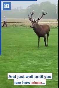 62K views · 338 reactions | Oh deer, oh deer ⚽ | Daily Mail Video | Facebook