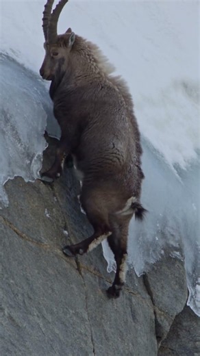 One Slip Means Death! 80kg Ibex Clings to Icy Cliff by ONE Hoof 😱 #wildlife #alpineibex #nature