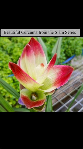 We’re thrilled to introduce a vibrant new range of Curcuma from the...