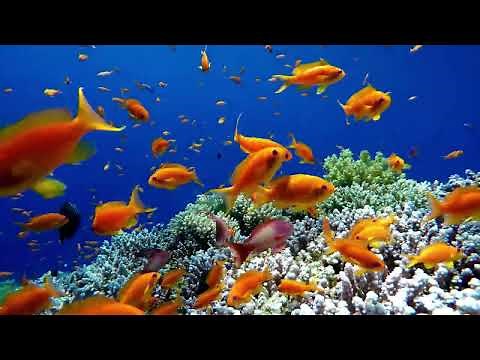 Musique Relaxante-Fond De Mer-Ambiance Sous Marine-Doux Rythme-Zen Musique Relaxante-Faune Et Flore