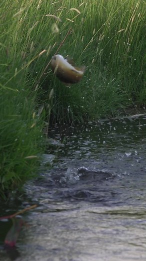 Simms Fishing Products (@simmsfishing)’s videos with original sound - TAZ