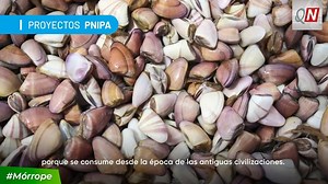 🔵 PESCA | PNIPA y la MDM buscan asegurar un recurso de calidad en la extracción de palabritas por pescadores artesanales de #Mórrope, para el consumo humano. 🌊🦪 Representantes de los pescadores artesanales de Mórrope y un regidor municipal, viajarán a Lima para sostener una reunión con autoridades del Ministerio de la Producción. Ellos buscan la autorización para extraer las “palabritas”. Samuel Santamaría, #PrimerRegidor de la Municipalidad Distrital de Mórrope dijo que integrará la comisión