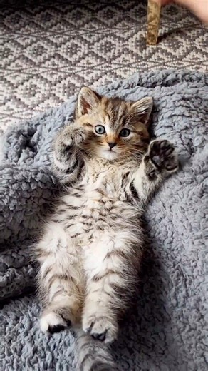 617K views · 16K reactions | Rainy sending love  #valentine #cats #catsoftiktok #fyp #cub | Fostering kittens | Facebook