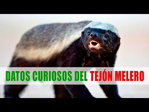 Ratel, Tejón melero (Mellivora capensis) | Datos curiosos de animales