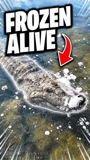 Alligators That Are Chill Like That 🐊