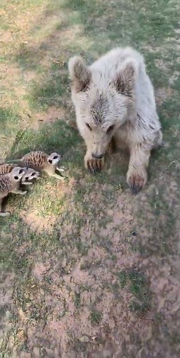 Extraordinary Wildlife Living with Humans: Heartwarming Stories of Coexistence, Conservation