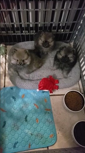 sable and wolf sable Pomeranian puppies at play