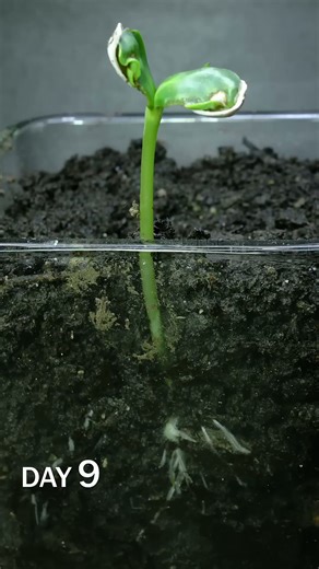 Sunflower seed sprouting time lapse