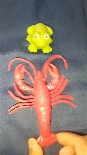 My funny toad Boing Boing | Catch and Touch Funny Frog hahaha | Videos Funny animal