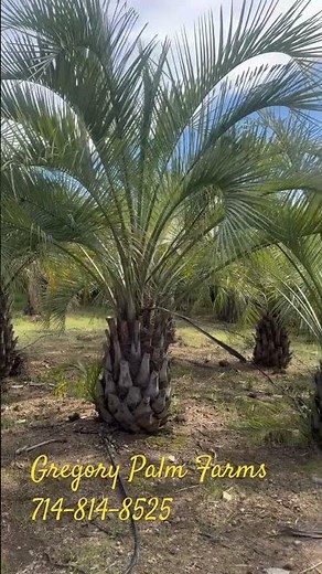 Jelly Palm! Butia Capitata an exceptional palm slow growing with sweeping curlie fronds!
