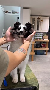 💙🩵🤍Just a bi blue sheltie girl on the table 🤍🩵💙 #shetlandsheepdog #doglover #doglife #dogsofinstagram | Stevie Wei