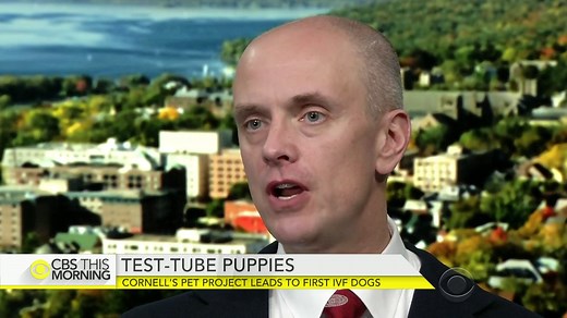 Cornell's pet project leads to first IVF dogs