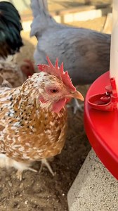 Vacation prep with 30 chickens! 🐓 I do have somebody collect the eggs every other day & check on the flock. #vacation #prep #chickens #farm #homestead #chickensoftiktok #fyp | Simply Chickens