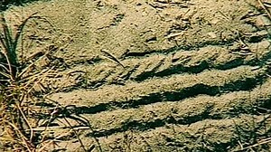 Forensic Files S02E01 ~ The Common Thread (1997)