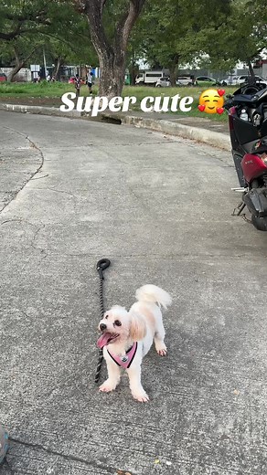 TikTok · Goal Digger