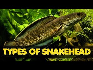 Types of Freshwater Snakehead Fish
