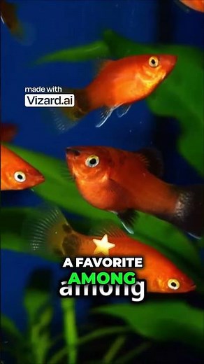 New to Aquariums? This Is the PERFECT Starter Fish 😍🐠