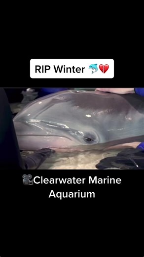 Winter the Dolphin dies aged 16 🐬💔 #rip #winterthedolphin #ripwinter #clearwatermarineaquarium #justanotheranimalactivist #foryoupage #foryou #fyp