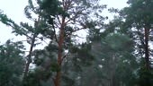 Thunderstorm, heavy rain and downpour in a pine forest with the sound...