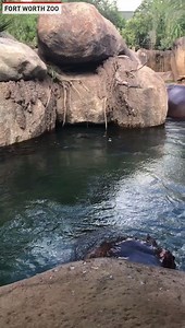 14K views · 105 reactions | Get up close and personal with this hippo at the Fort Worth Zoo | The National Desk - TND | Facebook