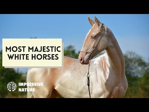 These Are the Most Majestic White Horses Breeds