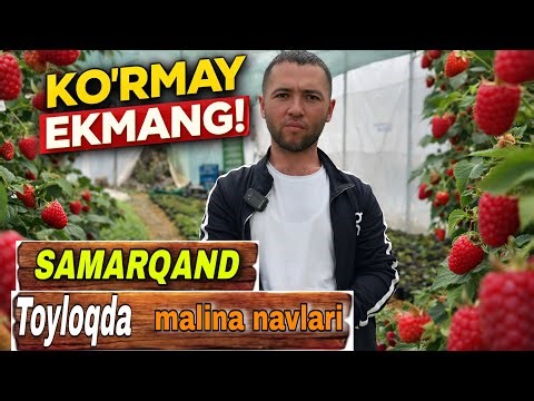 BU VIDEONI KO‘RMAY MALINA EKMANG! ❗ Eng zo’r navlar ochildi