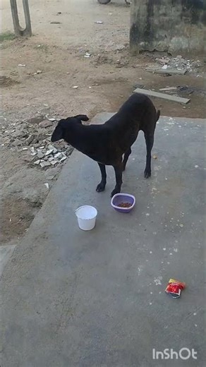 kalu dog is very loving #lovelydog