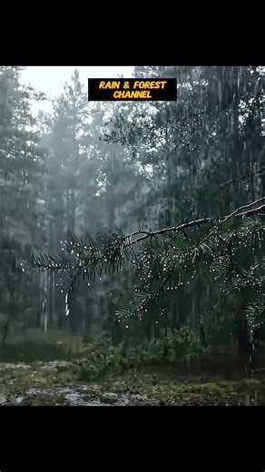 Forest Rain and Thunder Sounds for Sleeping 🌧️ Deep Sleep Sounds, Relaxing Rainstorm in Forest