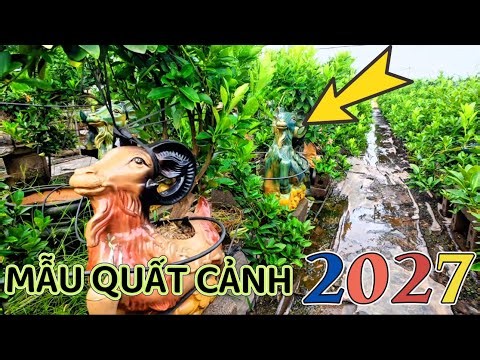 Đột nhập làng nghề: Mễ Sở Xem Mẫu Quất Cảnh Linh Vật Độc Lạ - Đón Tết 2027