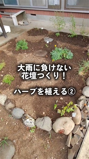 もらったハーブを植えて3日目🌿